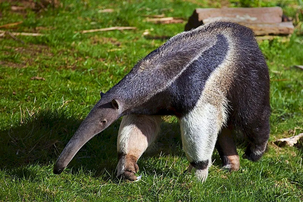 Giant anteater of South America