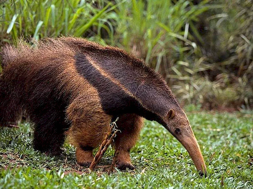 Giant anteater is the largest predator of South America