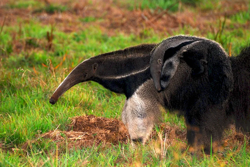 Giant anteater of South America