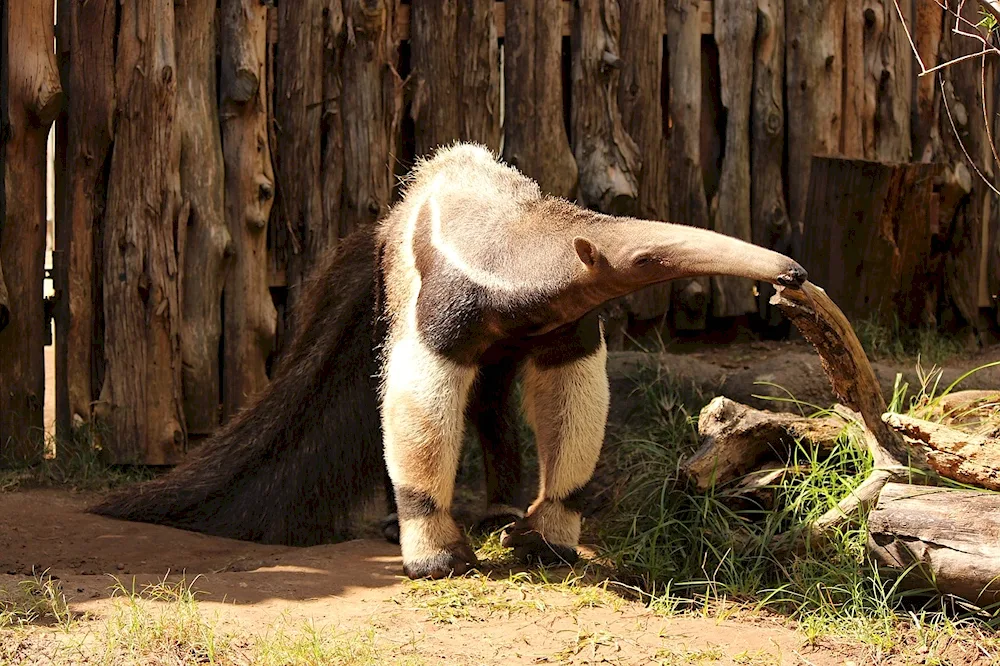 Giant anteater of South America. South American giant anteater in the Moscow Zoo