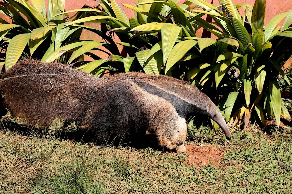 Giant anteater of South America