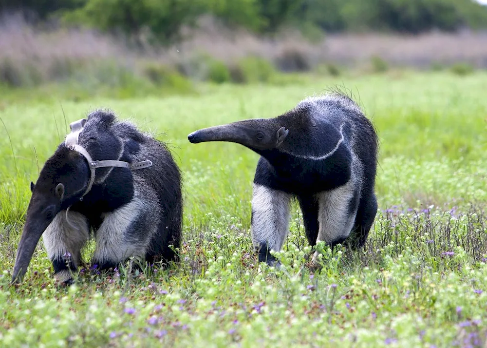 Giant anteater of South America