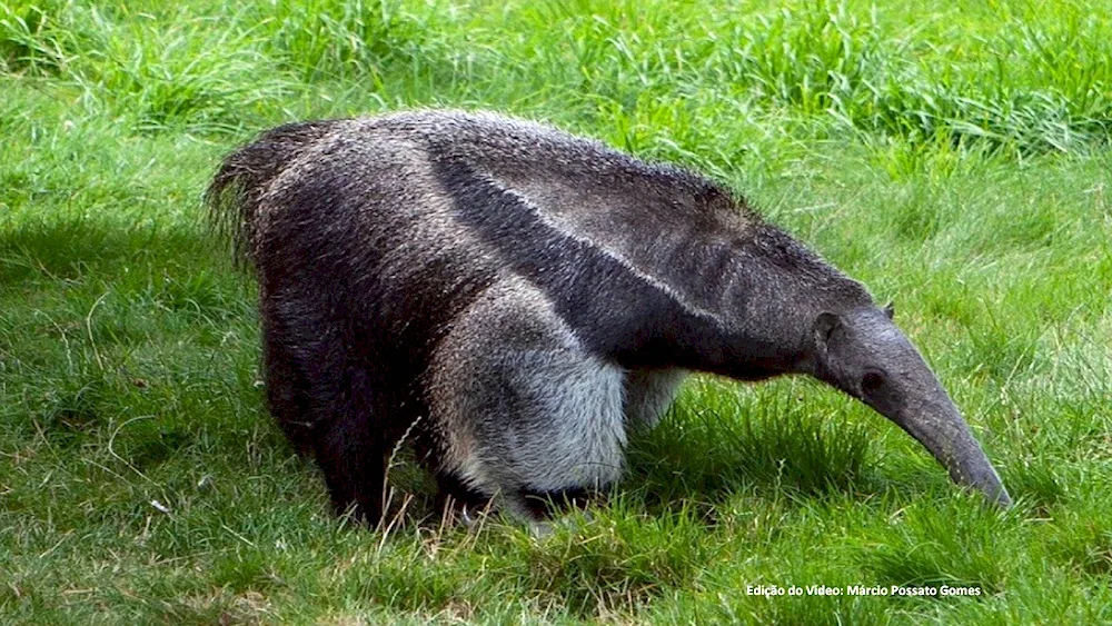 Giant anteater of South America