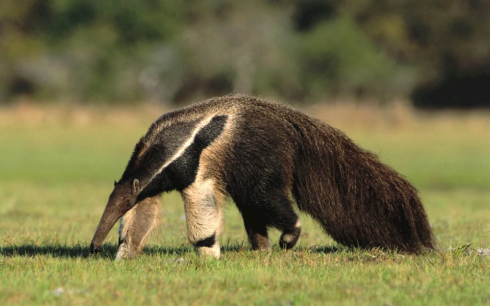 Giant anteater of South America