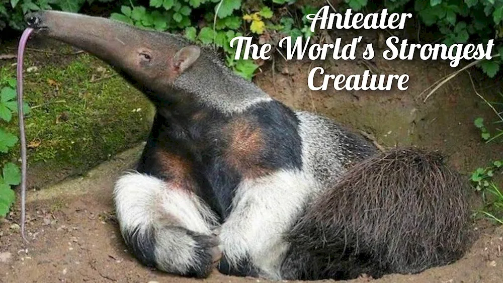 Anteater anteater