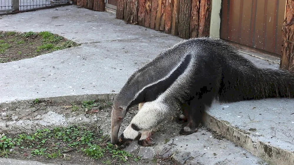 Giant anteater of South America