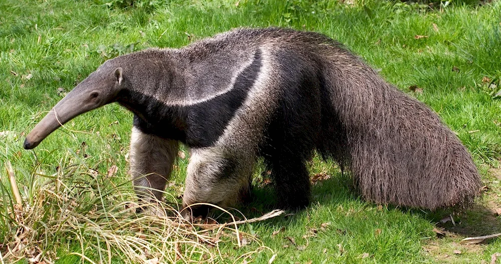 Giant anteater of South America