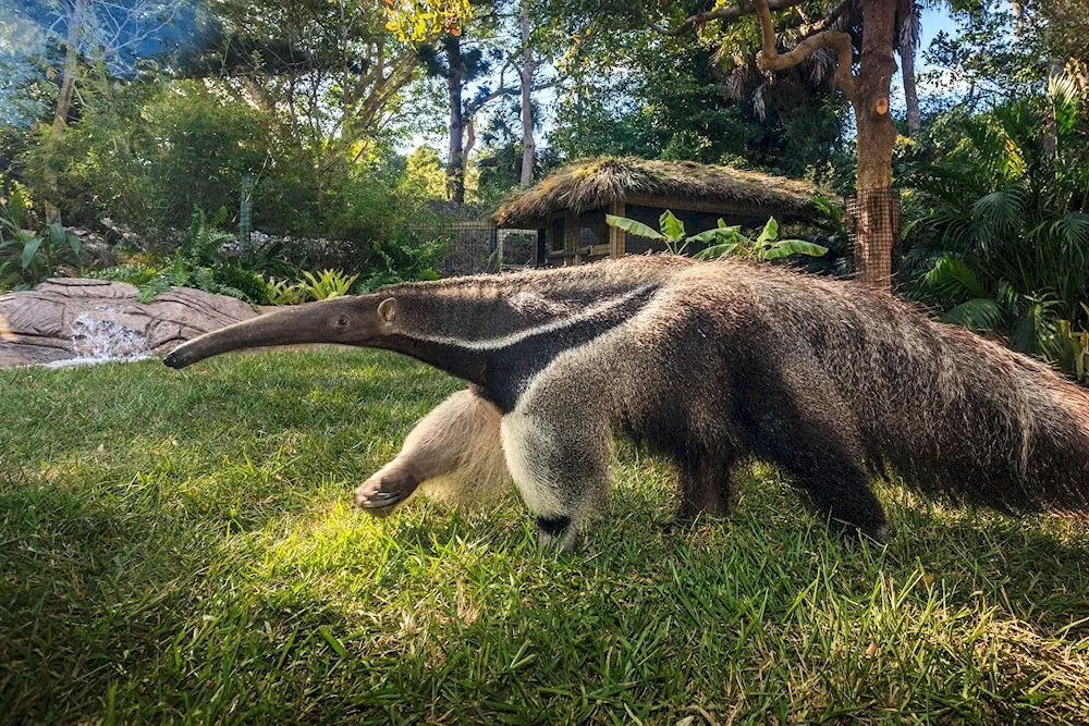 Giant anteater of South America