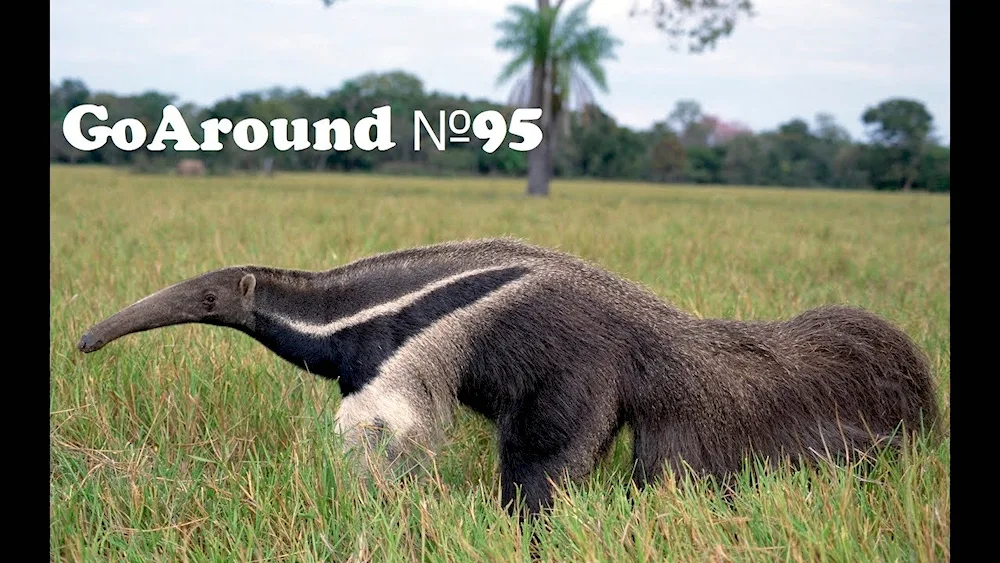 Giant anteater of South America