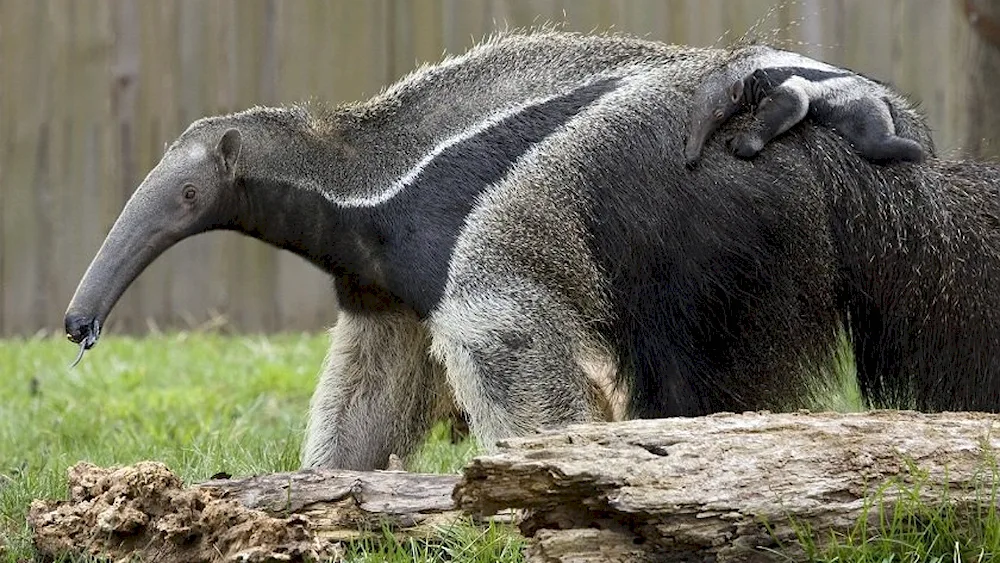 Giant anteater of South America