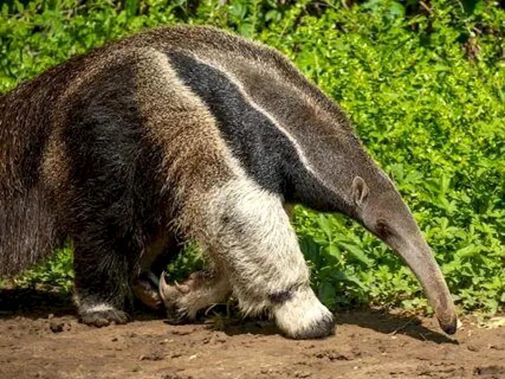 Giant anteater of South America South America