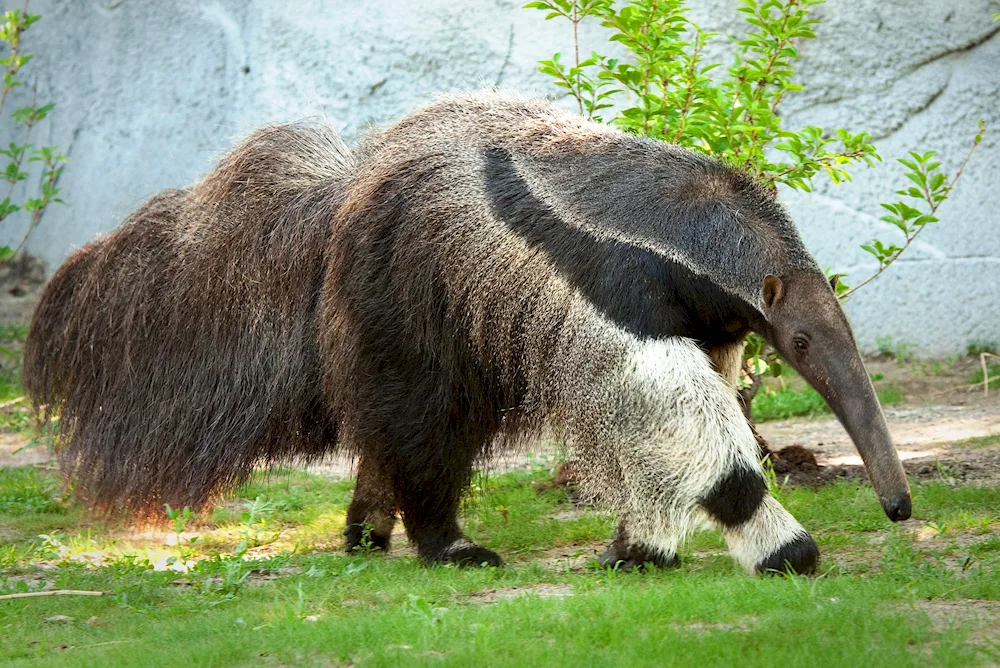 Giant anteater of South America