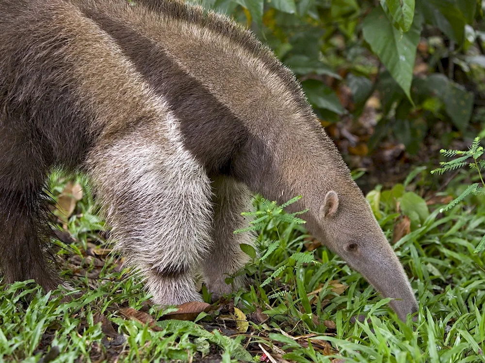 Yurumi anteater of South America