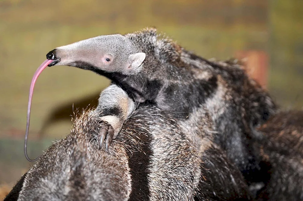 Giant anteater of South America