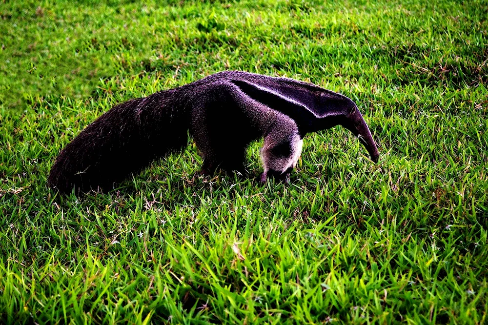 Giant anteater of South America