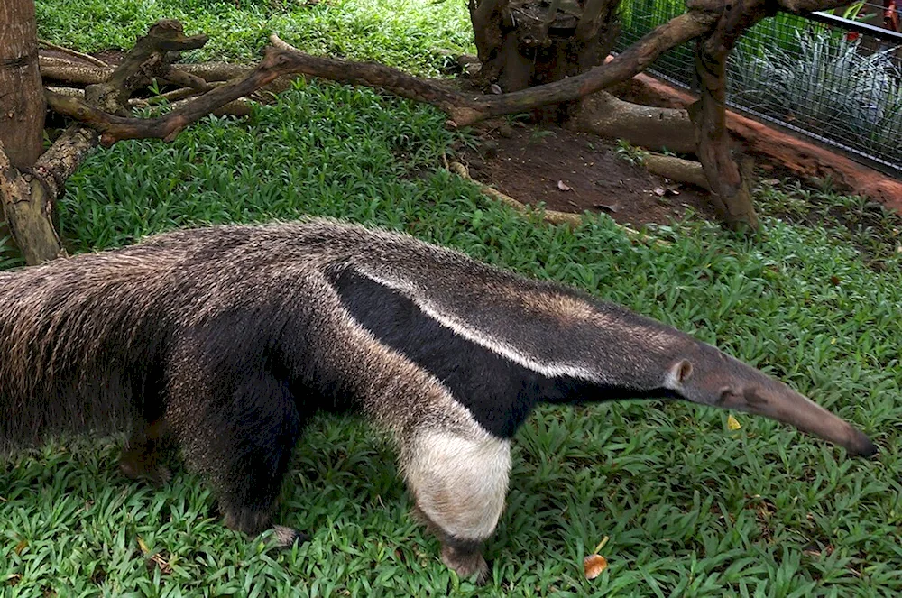 Giant anteater of South America