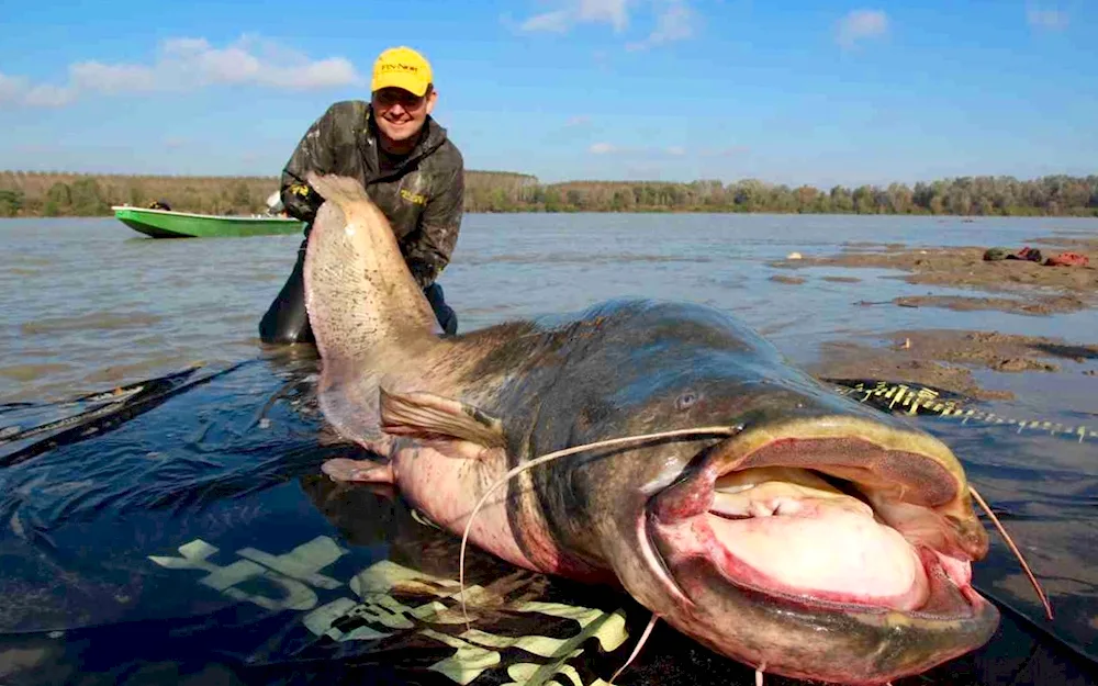 European catfish Ogre