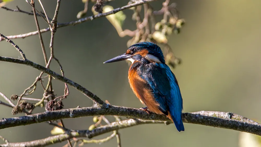 Giant Kingfisher