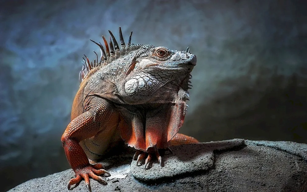 Iguana and chameleon