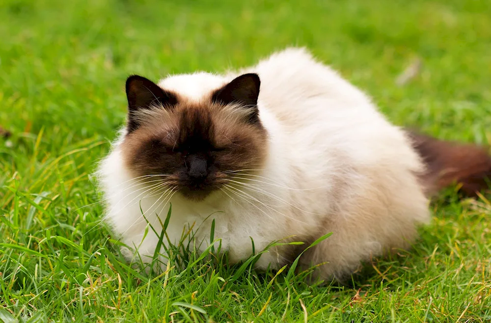 Siamese Nevsky masquerade cat