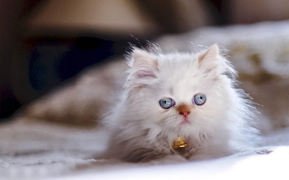 British long-haired cat