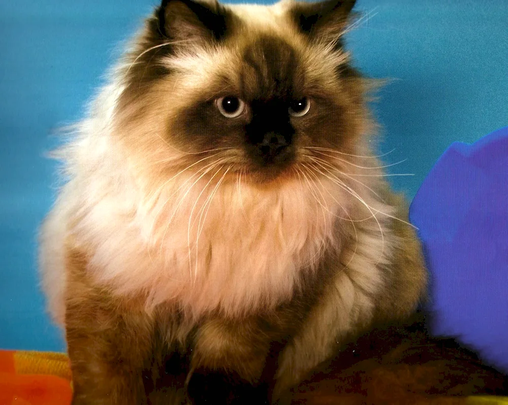 Himalayan cat