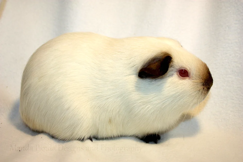 Himalayan guinea pig