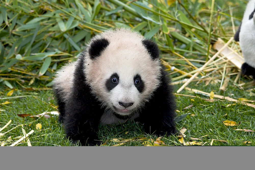 Pandas with baby