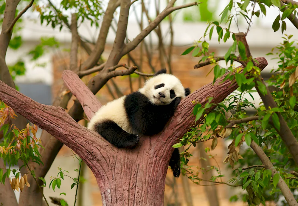 Big Panda with cub