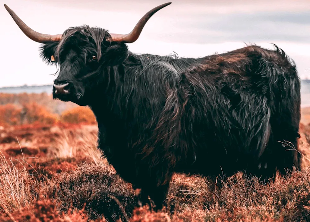 Himalayan bull