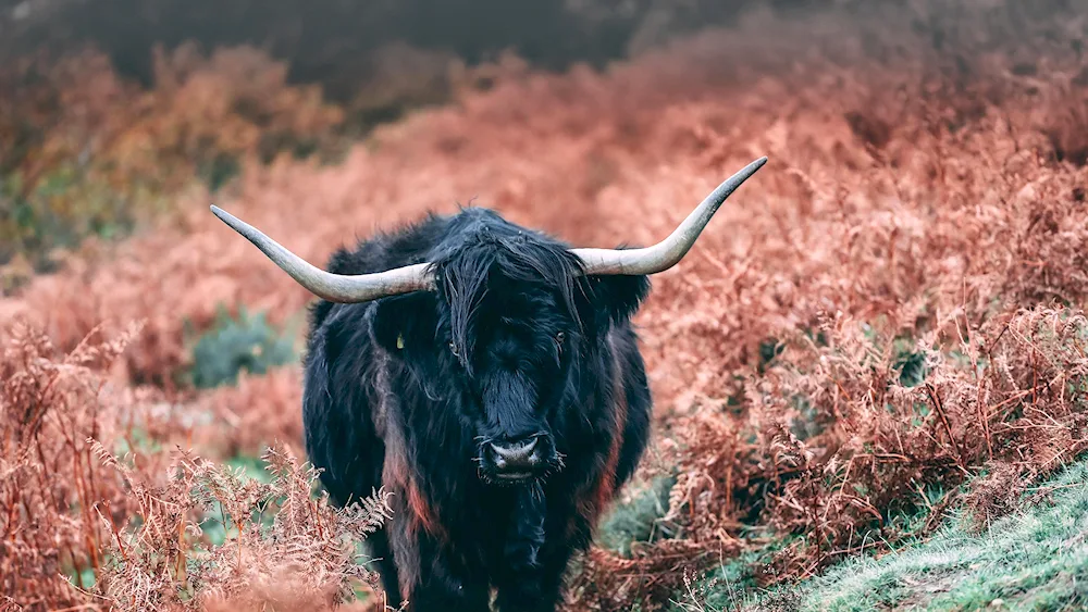 Himalayan bull