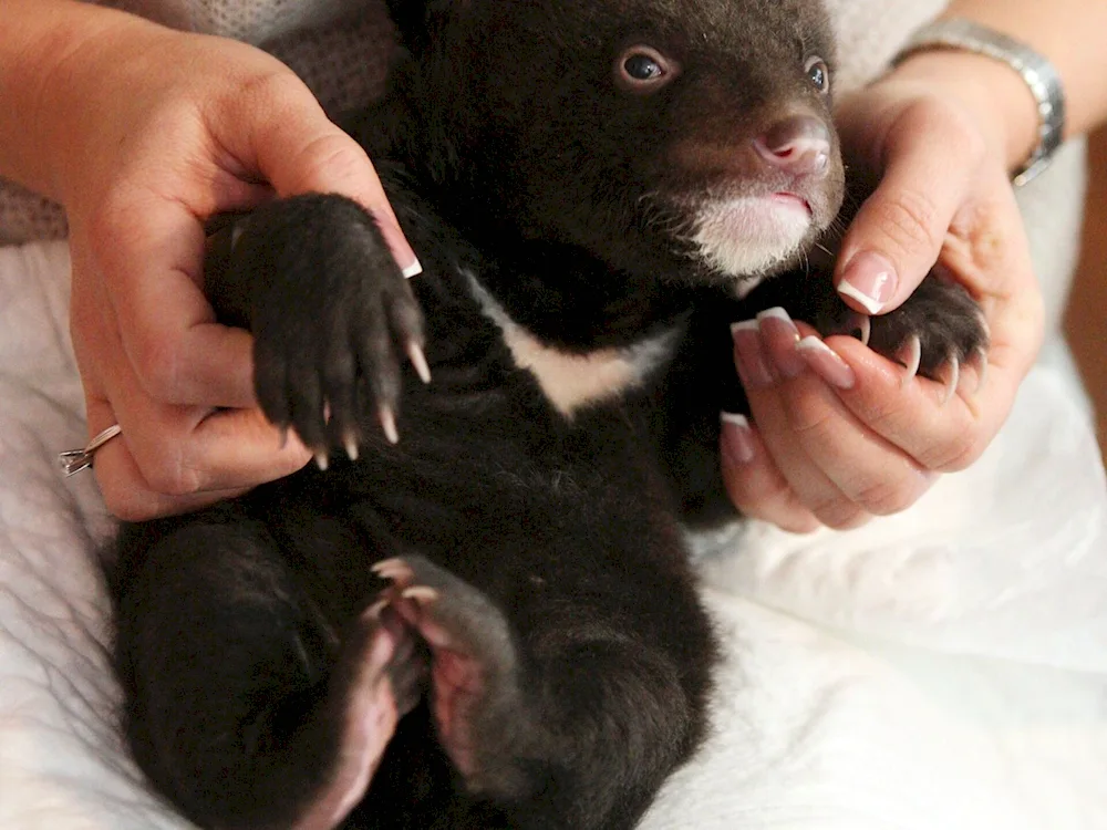 Himalayan bear cub