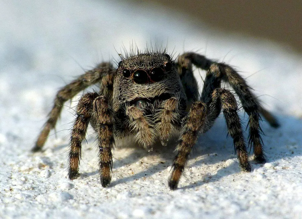 Himalayan spider spider gorse