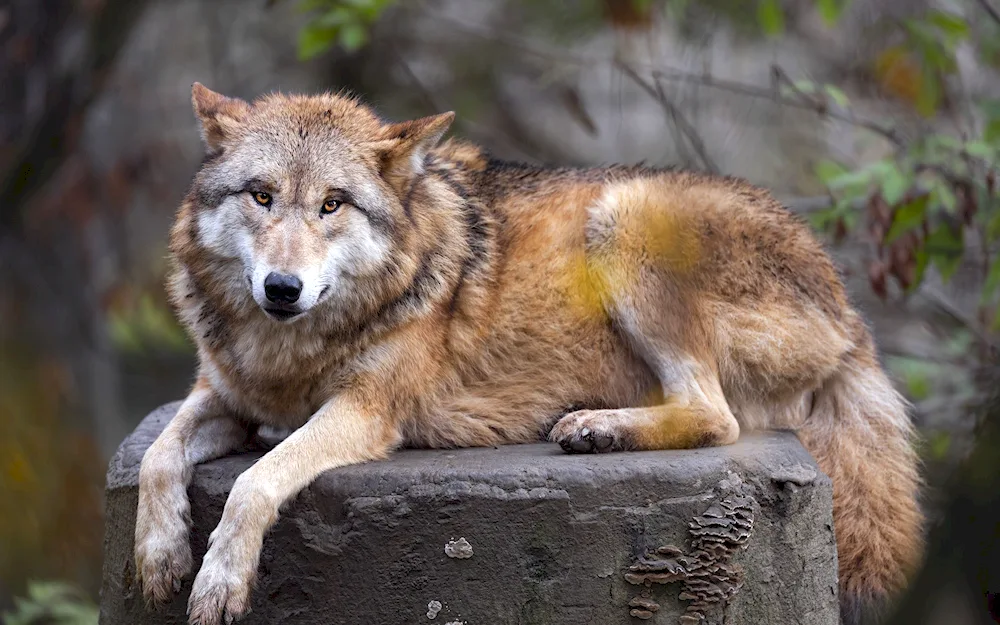 Wolf on black background