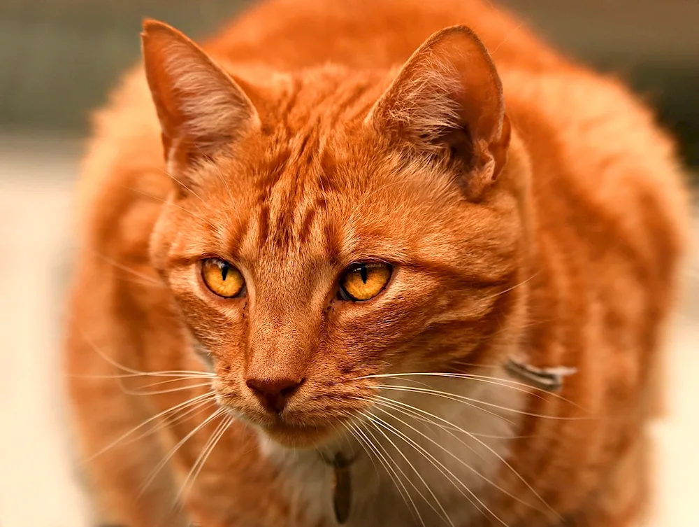 Ginger tabby cat breed