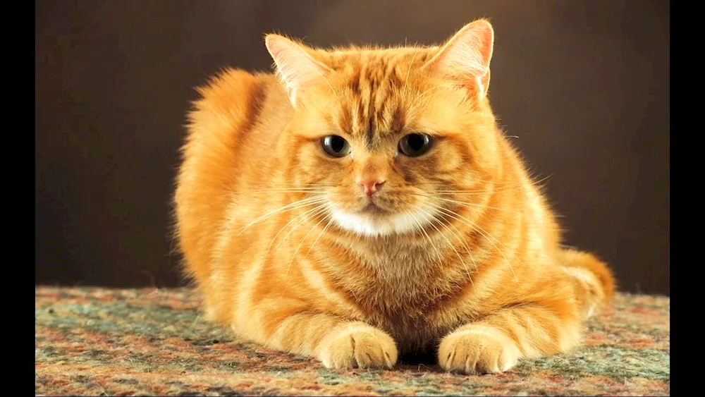 Ginger tabby cat breed