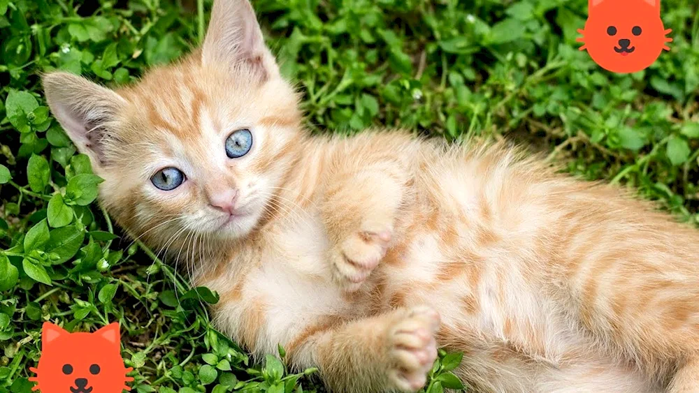 Ginger tabby cat breed