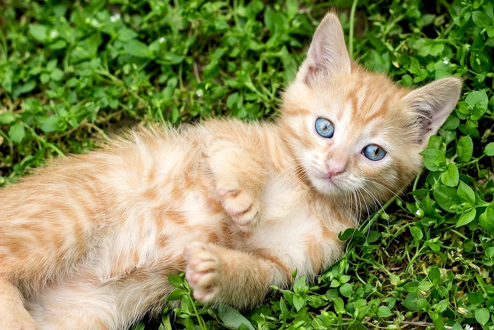 Ginger tabby cat