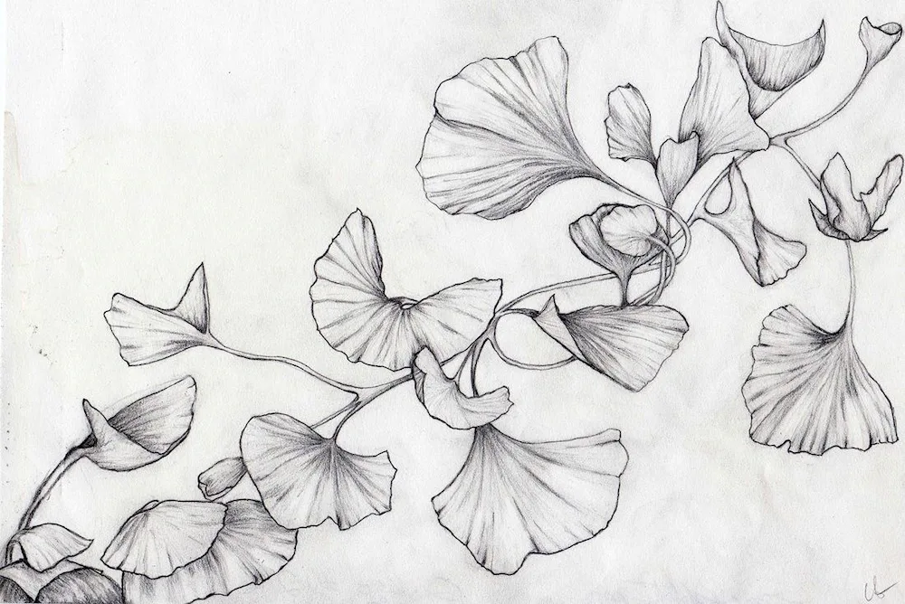 Flowers pencil drawing