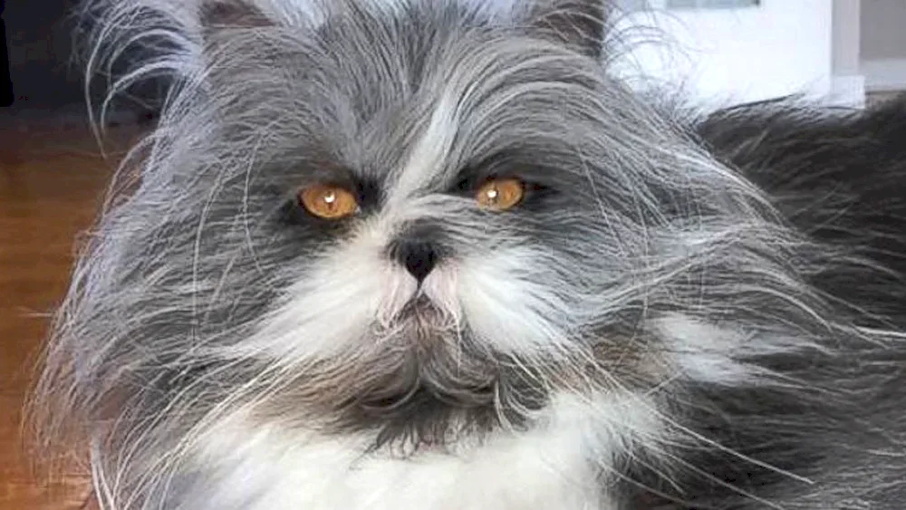 Persian exotic long-haired cat