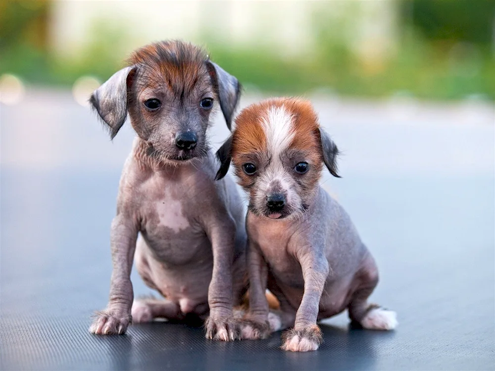 Hypoallergenic terrier