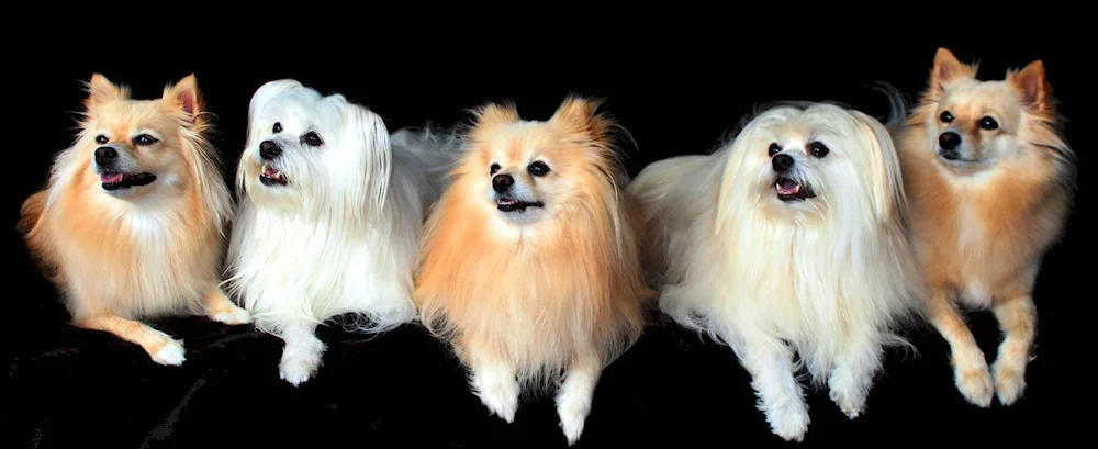 Hypoallergenic dogs