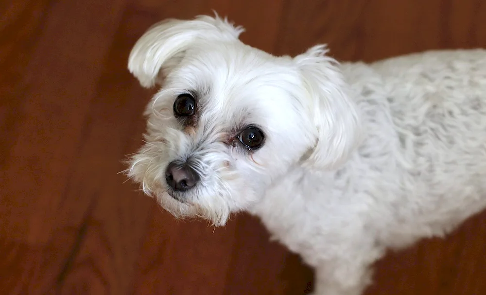 Maltese Terrier