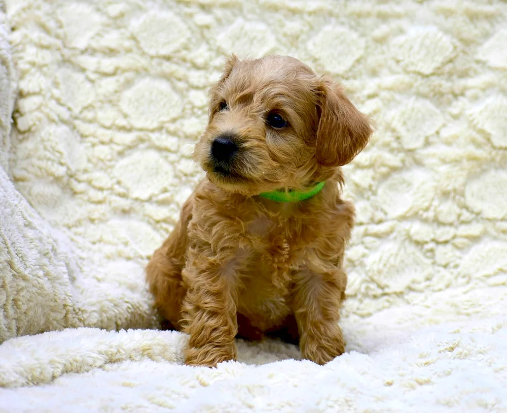 Hypoallergenic Maltese Terrier