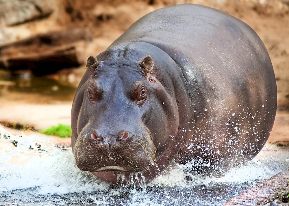 Hippopotamus Hippopotamus amphibius