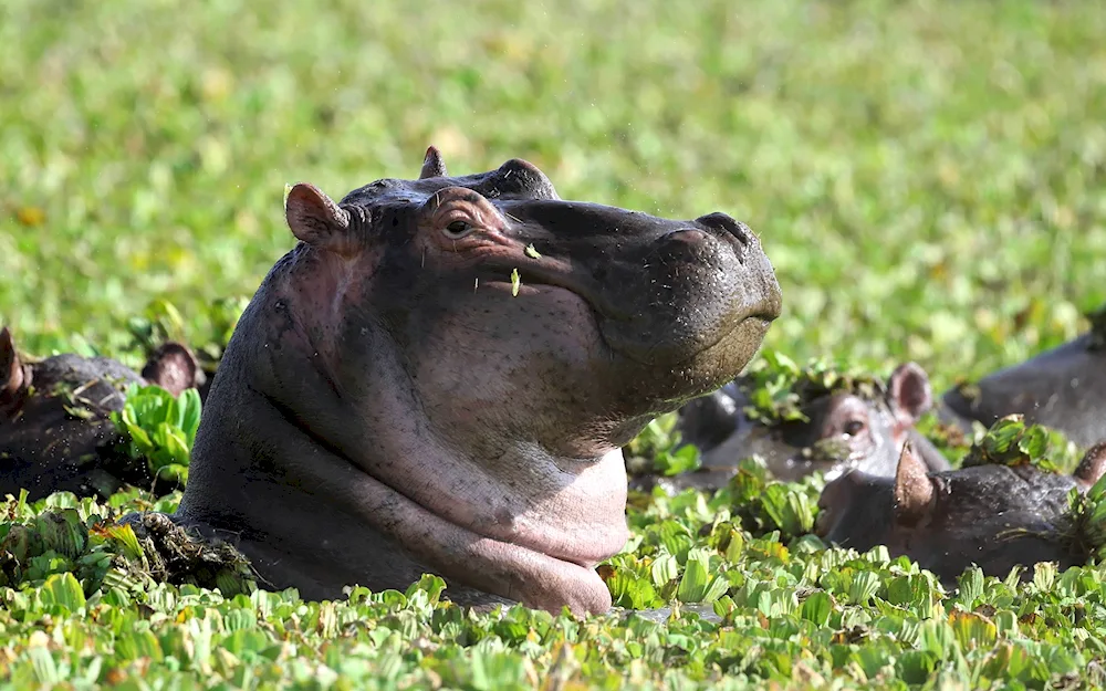 Hippopotamus muni