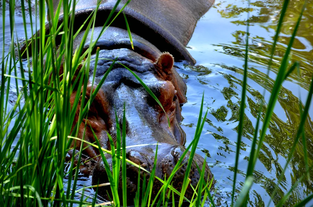 Animals of Africa Hippopotamus