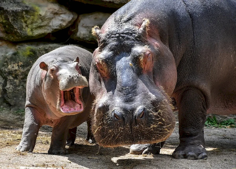 Hippopotamus and Hippopotamus