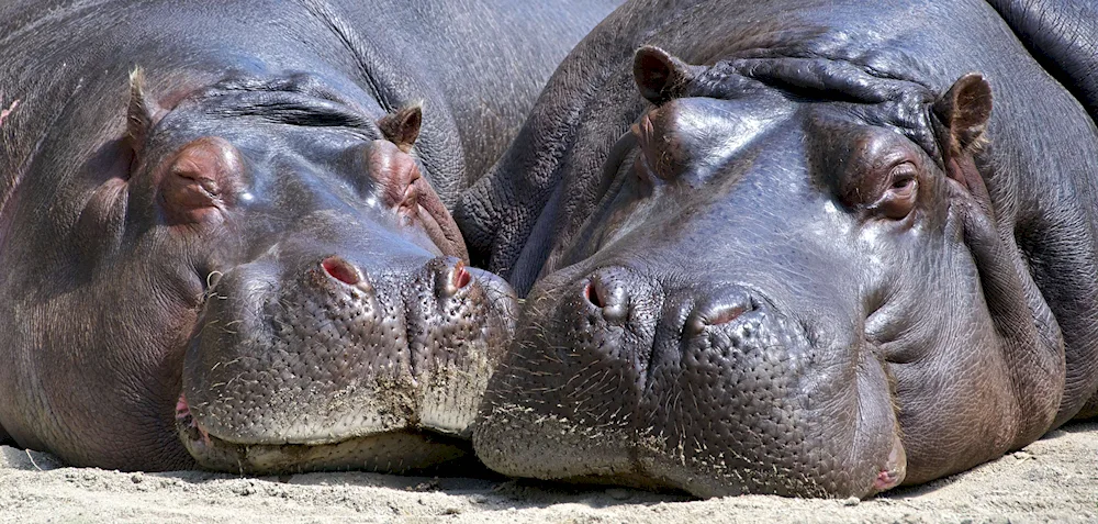 Hippopotamus amphibius