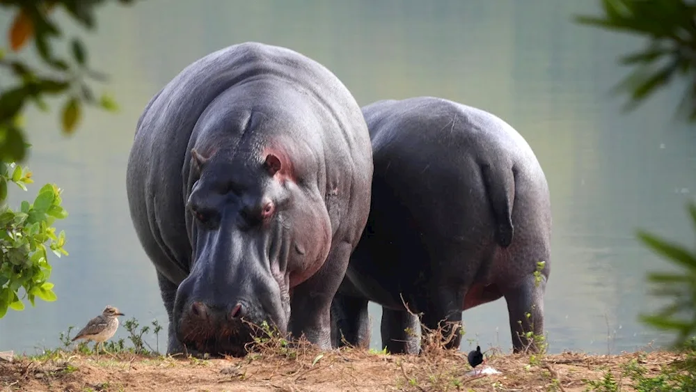 Nile Hippopotamus